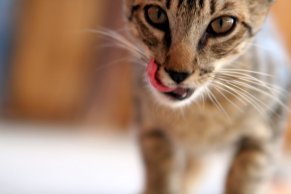 17603-a-cat-licking-his-mouth-pv