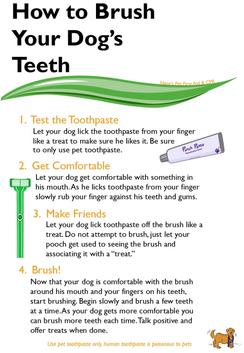 brusing your dogs teeth